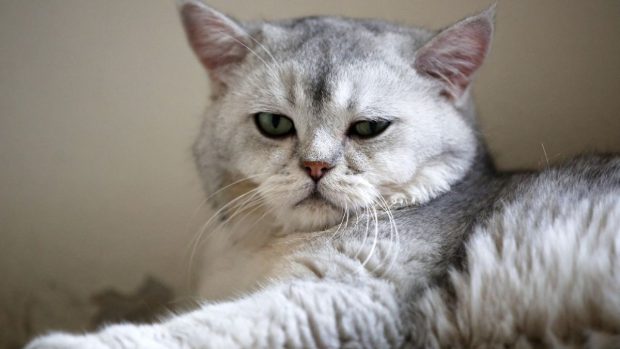 Doi soți din India divorțează pentru că animalele lor de companie nu se înțeleg. Femeia refuză categoric să renunțe la pisică