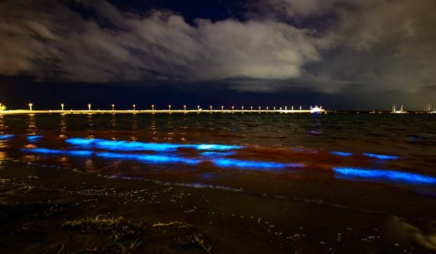 Plajele din Australia, luminate de alge bioluminiscente pe timpul nopții: un fenomen „cosmic și magic”