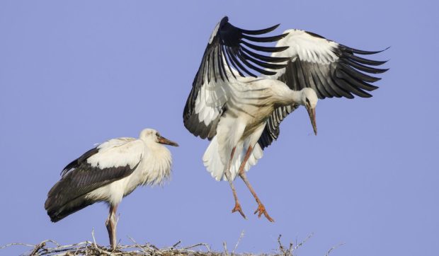 Sute de berze albe mor în Oradea, în fiecare an, din cauza stâlpilor de electricitate de la groapa de gunoi