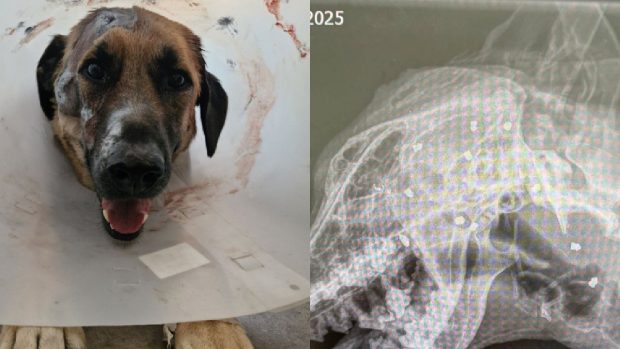 Câinele supraviețuiește după ce a fost împușcat de 42 de ori: „Keks este o minune. Nu și-a pierdut încrederea în oameni, deși i-au făcut lucruri îngrozitoare”