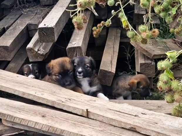 Măcelul mut al câinilor din Măgurele, Ilfov: „Poliția Animalelor, Protecția Animalelor te dau așa, de la unul la altul”