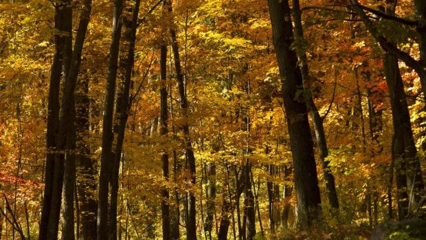 Cum va fi vremea în perioada 15 septembrie – 12 octombrie 2025.  Prognoza meteo pentru următoarele patru săptămâni