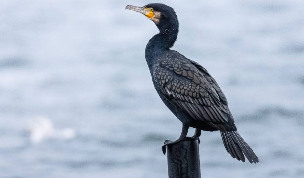 Cormoranii piscivori sunt din nou în pericol, miniștrii UE le-au pus gând rău. Ce spun ecologiștii