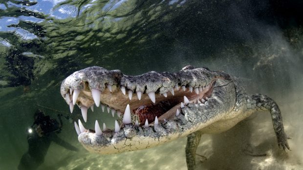 Un crocodil de Nil, descoperit plutind în mare cu gura legată  lângă o plajă din Alexandria, Egipt: „Proprietarul a vrut probabil să scape de el”