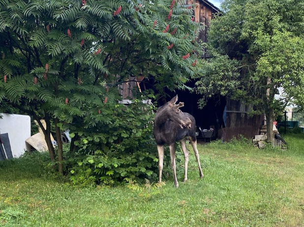 Lukáš, un alt elan care face furori, observat în Cehia. Epopeea lui Emil prin Austria tocmai se terminase