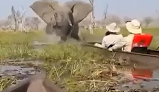 Momentul în care un elefant de 6 tone a răsturnat o canoe cu turiști britanici și a încercat să îi calce în picioare
