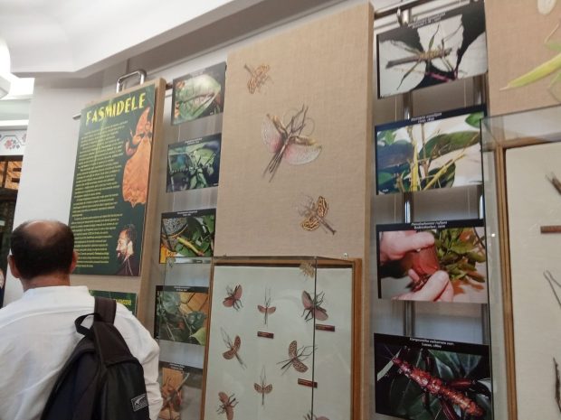 Fasmidele, insectele care se camuflează în frunze pot fi admirate la Complexul Muzeal de Ştiinţele Naturii din Galați