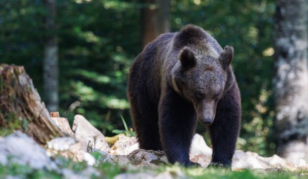 Alertă în Brașov, după ce un turist canadian a fost atacat de urs. Bărbatul plecase singur în drumeție spre masivul Postăvarul