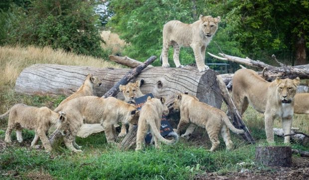 Un îngrijitor dintr-un parc safari a fost atacat și mâncat de lei, în fața turiștilor îngroziți | VIDEO