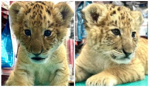 Încă un copil a fost mușcat la Zoo Suceava, de data aceasta de animalul vedetă al parcului, un ligru