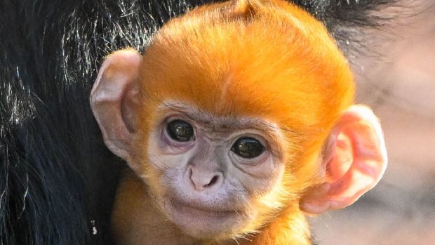 Pui de maimuță născut portocaliu, la Grădina Zoologică din Oklahoma: „Ceva deosebit. E o specie pe cale de dispariție”