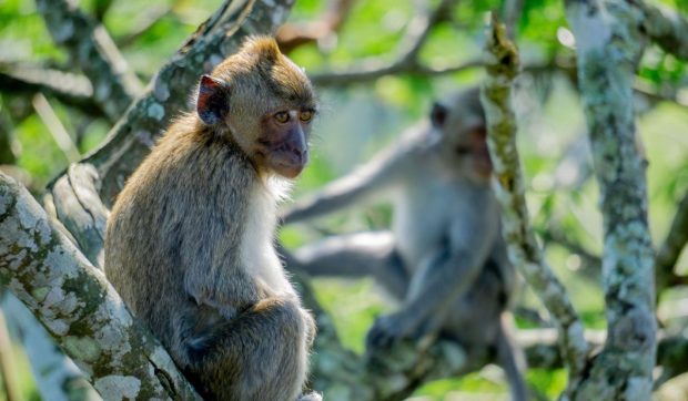 O fetiță de 3 ani a fost mușcată de o maimuță la Grădina Zoologică din Suceava, după ce a încercat să o hrănească prin gard