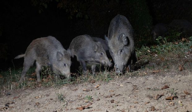 O înmormântare a fost întreruptă după ce participanții au descoperit mai mulți porci mistreți care se ascundeau în cavoul familiei