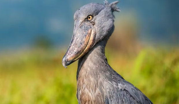 Pasărea rară cu apetit neobișnuit, care mânâncă și crocodili, este amenințată cu dispariția