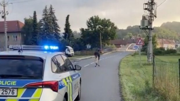 Lukáš, un alt elan care face furori, observat în Cehia. Epopeea lui Emil prin Austria tocmai se terminase