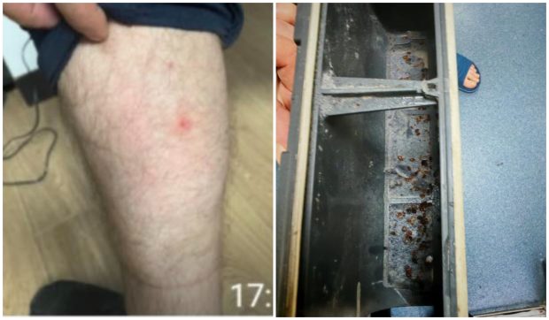 Ploșnițe în sediile Poliției Capitalei: polițiștii au ajuns la spital cu mușcături pe corp, iar unii dintre ei s-au mutat din case