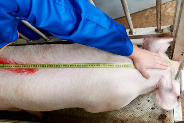 Cum afli greutatea porcului fără să-l cântăreşti