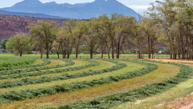 Gaterele din România profită de defrișările pădurilor seculare, Austria luptă pentru și mai puțin control la Bruxelles