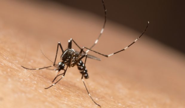 Hawaii a lansat milioane de țânțari din drone. Motivele din spatele acestei operațiuni neobișnuite