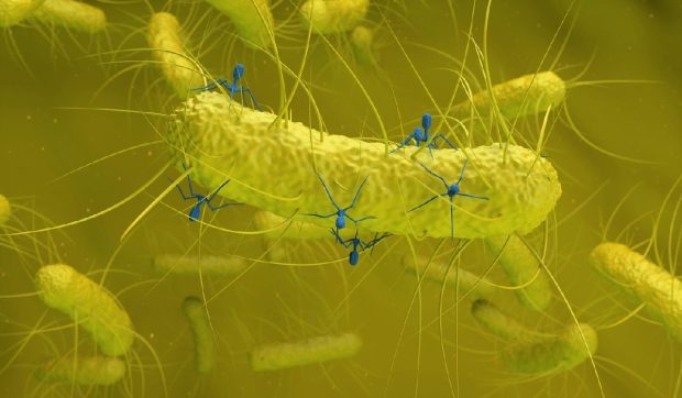 O nouă metodă pentru a lupta împotriva infecțiilor nosocomiale: terapia cu bacteriofagi