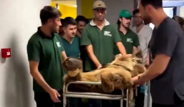 Un urs dus cu targă la veterinar după ce a mâncat prea multe fructe a devenit noua vedetă a internetului | VIDEO