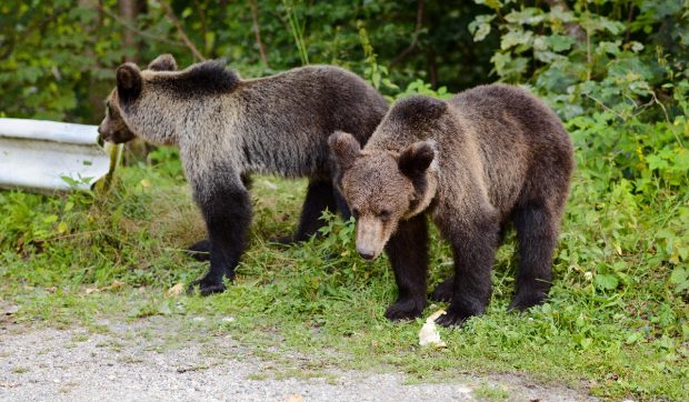 RO-Alert în miez de noapte în două localităţi din judeţul Dâmboviţa, după apariția unor urși