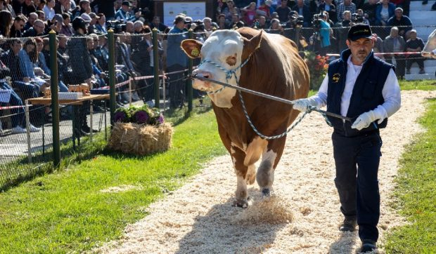 Cum a ajuns Bălțata Românească să fie cerută de fermele de stat din China