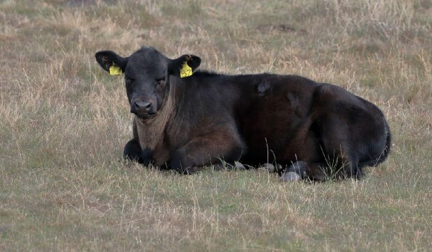 Zeci de vaci din rasa Black Angus au fost furate de pe un câmp din Borleşti, județul Neamț