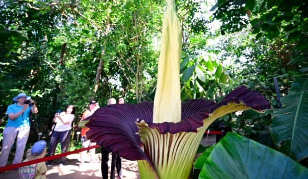 Cea mai urât mirositoare floare din lume a fost furată dintr-o grădină botanică din Germania