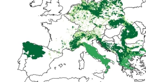 Animalul aflat odată în pericol de dispariție și care s-a întors în pădurile României. Harta prezenței în Europa