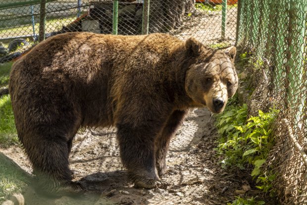 Apel către Ministerul Mediului pentru salvarea ursului Baloo, captiv de 25 de ani în Straja: „180.000 de oameni din întreaga lume au semnat petiția. Nu e mascotă turistică”