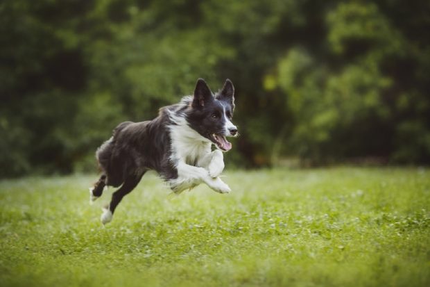 Border Collie – tot ce trebuie să știi despre această rasă