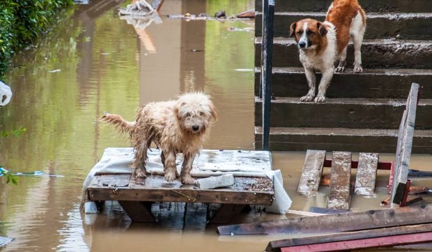 Eliberați animalele din lanțuri sau din padocuri, mesajul ASPA pentru București, Ilfov, Giurgiu, Constanța și Călărași
