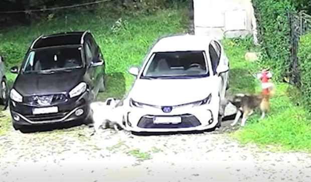 Cinci câini maidanezi din Petroșani au mușcat o Toyota și au lăsat-o fără bară, în cartierul Dimitrov