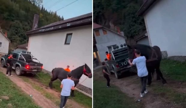 Cal forțat să tragă o mașină de teren, care avea frâna activată. Persoane reținute, în Bistrița-Năsăud, pentru schingiuirea animalului