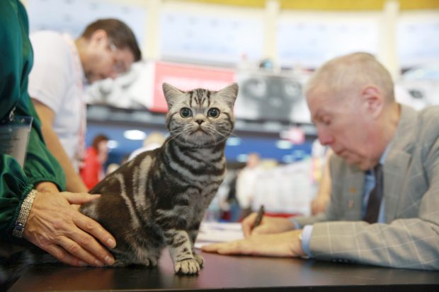 Libertatea a mers la Campionatul Mondial Felin. Bucureștiul, capitala mondială a pisicilor: peste 750 de feline din întreaga lume au strălucit la Romexpo