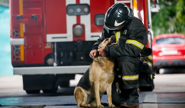 Cum a salvat un câine o familie dintr-un incendiu, în ultimul moment: „Poate că nu am mai fi fost aici să povestim”