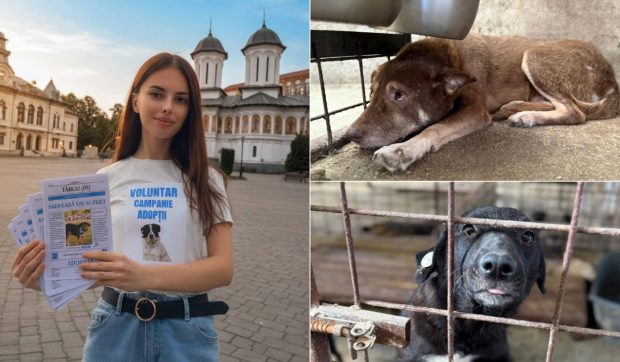 100 de câini din Târgu Jiu, salvați de la eutanasiere. Voluntarii acuză și cer măsuri: „Adăpostul nu respectă legea”