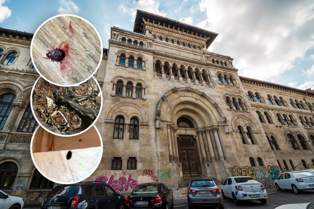Universitatea de Arhitectură „Ion Mincu”, invadată de ploșnițe și șobolani. Mulți studenți refuză să mai participe la cursuri