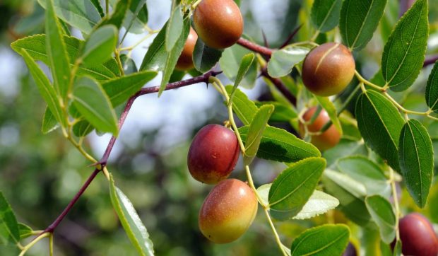 O specie din China s-a adaptat perfect lângă Craiova. Are fructul dulce-acrișor, cu aromă de ciocolată când e uscat