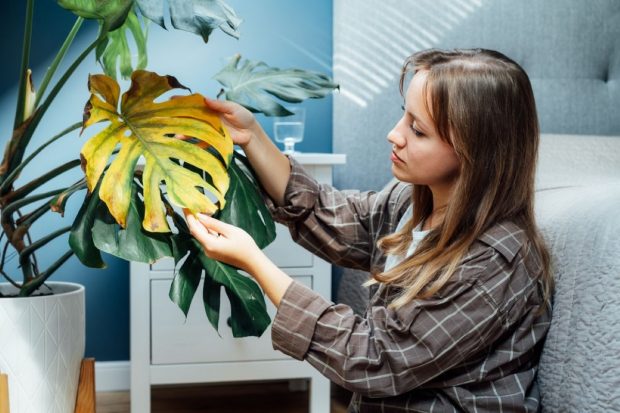 De ce se usucă plantele de apartament?