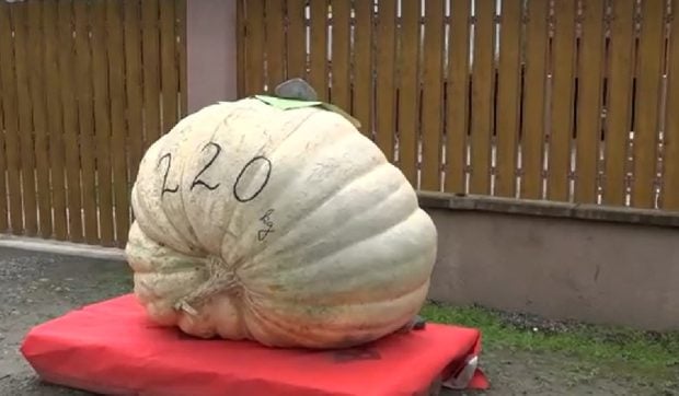 Un fermier din Mureș a crescut un dovleac de 220 de kilograme: „Peste 500 de litri de apă pe zi am băgat”