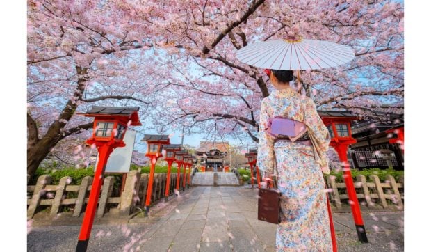 Cum să te pregătești pentru o excursie în Japonia în perioada cireșilor înfloriți?