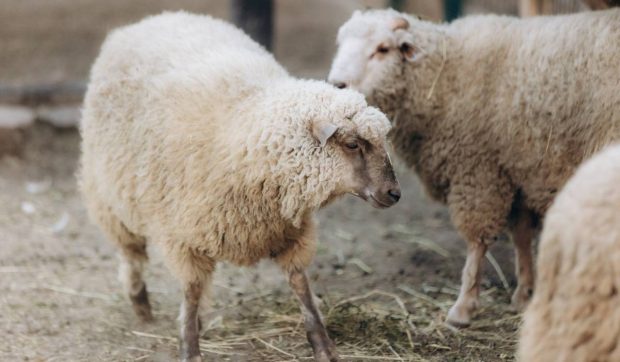 România, afectată de pestă porcină africană, rabie, variolă ovină și bluetongue