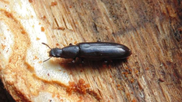 O insectă rară a fost descoperită la Cernobîl. De ce este importantă pentru știință