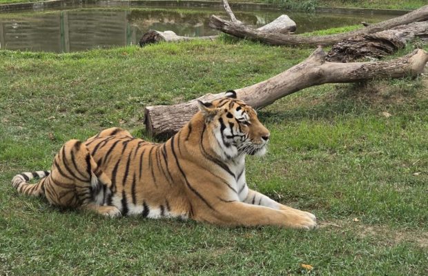 Mutarea Grădinii Zoologice din Oradea, încă fără soluție după cinci ani și trei variante ratate