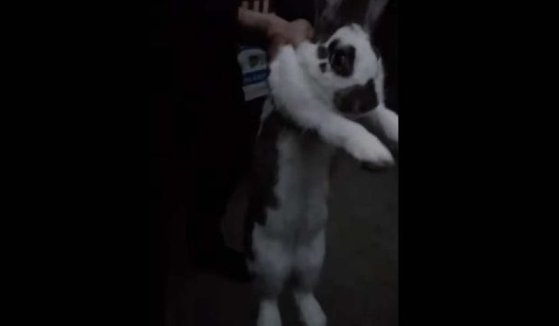 Jandarmul Epure din Galați a salvat un iepure încolțit de câini în centrul orașului. Coincidență de nume cu final fericit VIDEO