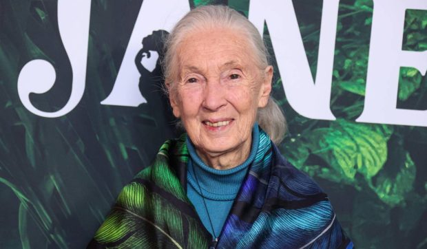 Jane Goodall a murit. Inspirație pentru femeile din domeniul științei, a fost primul om care a dat nume cimpanzeilor în loc de numere | VIDEO