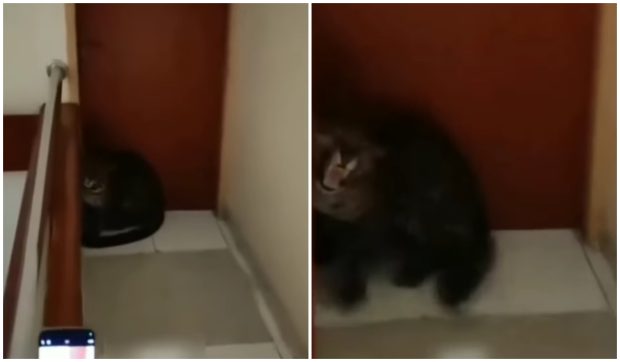 Un leopard a stârnit panică și haos după ce a intrat într-un hotel din Indonezia plin de turiști I VIDEO