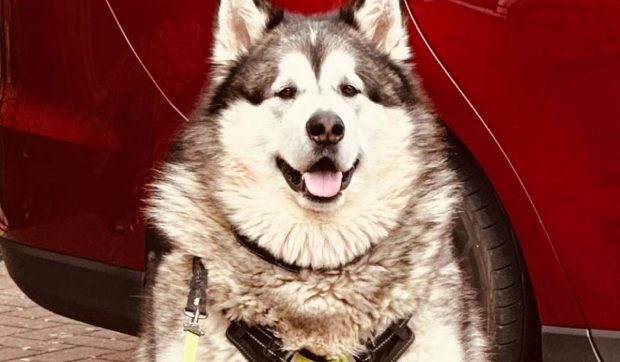 Amy a vrut să își ia un cățel pufos și adorabil, dar s-a ales cu un animal de aproape 100 de kilograme: „Nu-l poți muta”